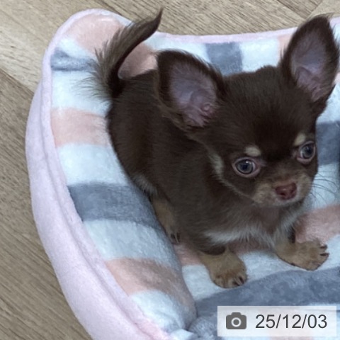 千葉県のチワワ(ロング) (ペットプラス 船橋店/2025年9月23日生まれ/男の子/チョコレートタンホワイト)の子犬の4枚目の画像