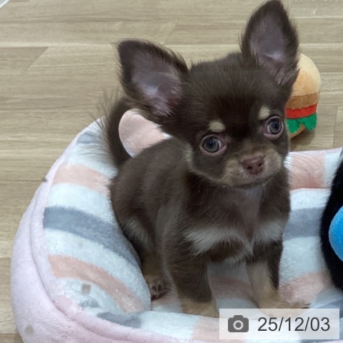 千葉県のチワワ(ロング) (ペットプラス 船橋店/2025年9月23日生まれ/男の子/チョコレートタンホワイト)の子犬の3枚目の画像