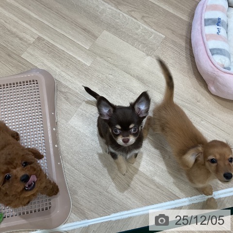 福岡県のチワワ(ロング) (ペットプラス 香椎浜店/2025年9月23日生まれ/女の子/チョコレートタンホワイト)の子犬の4枚目の画像