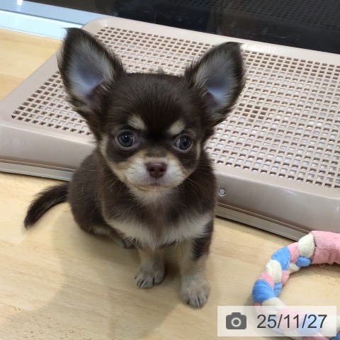 熊本県のチワワ(ロング) (ペットプラス 熊本店/2025年9月23日生まれ/女の子/チョコレートタンホワイト)の子犬の3枚目の画像