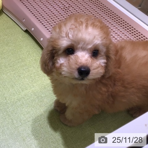 沖縄県のトイプードル(トイ) (ペットプラス 沖縄ライカム店/2025年9月23日生まれ/男の子/アプリコット)の子犬の4枚目の画像