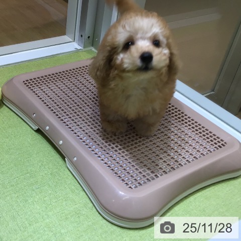 沖縄県のトイプードル(トイ) (ペットプラス 沖縄ライカム店/2025年9月23日生まれ/男の子/アプリコット)の子犬の3枚目の画像