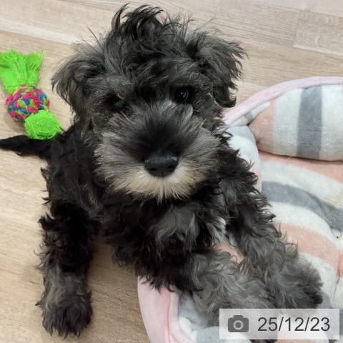 長野県のミニチュアシュナウザー (ペットプラス 長野店/2025年9月24日生まれ/男の子/ソルトペッパー)の子犬の4枚目の画像