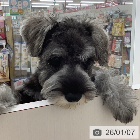 長野県のミニチュアシュナウザー (ペットプラス 長野店/2025年9月24日生まれ/男の子/ソルトペッパー)の子犬の4枚目の画像