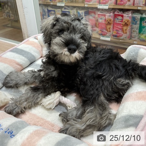 長野県のミニチュアシュナウザー (ペットプラス 長野店/2025年9月24日生まれ/男の子/ソルトペッパー)の子犬の3枚目の画像