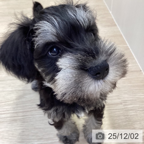 沖縄県のミニチュアシュナウザー (ペットプラス 沖縄ライカム店/2025年9月24日生まれ/男の子/ブラックシルバー)の子犬の4枚目の画像