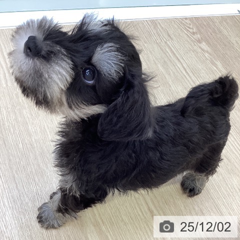 沖縄県のミニチュアシュナウザー (ペットプラス 沖縄ライカム店/2025年9月24日生まれ/男の子/ブラックシルバー)の子犬の3枚目の画像