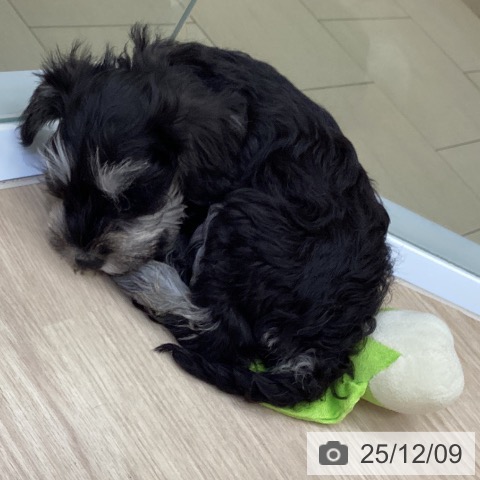 沖縄県のミニチュアシュナウザー (ペットプラス 沖縄ライカム店/2025年9月24日生まれ/男の子/ブラックシルバー)の子犬の3枚目の画像