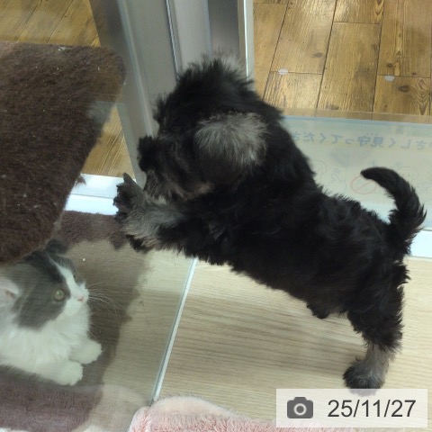 ミニチュア・シュナウザーの写真