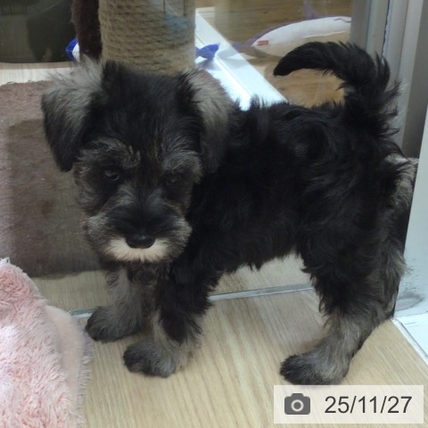 ミニチュア・シュナウザーの写真