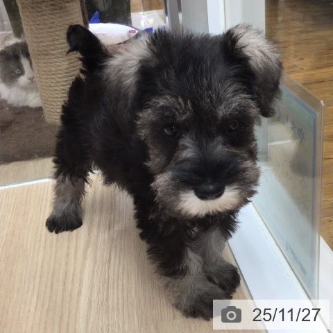 ミニチュア・シュナウザーの写真