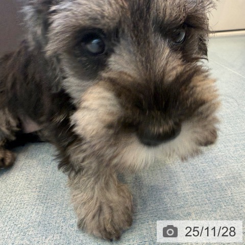 福岡県のミニチュアシュナウザー (ペットプラス ららぽーと福岡店/2025年9月24日生まれ/女の子/ソルトペッパー)の子犬の4枚目の画像