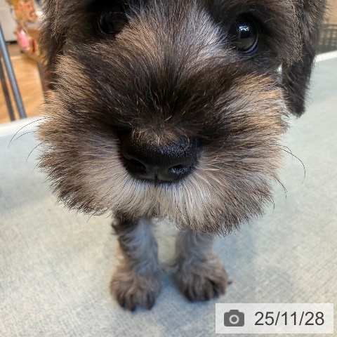 福岡県のミニチュアシュナウザー (ペットプラス ららぽーと福岡店/2025年9月24日生まれ/女の子/ソルトペッパー)の子犬の3枚目の画像