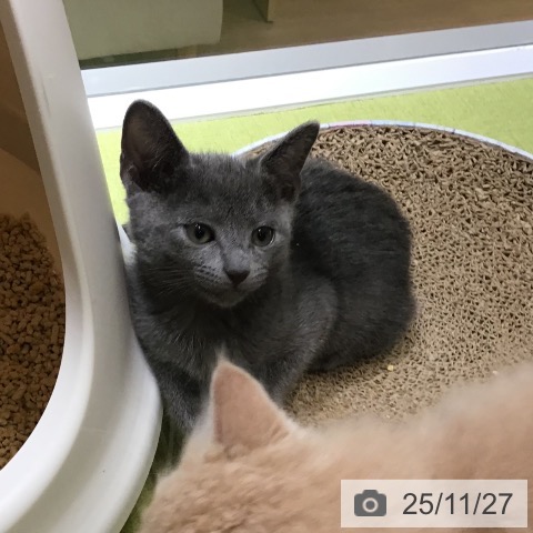 ロシアンブルーの写真