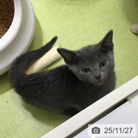 ロシアンブルーの写真