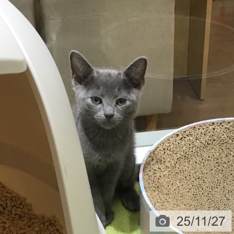 ロシアンブルーの写真