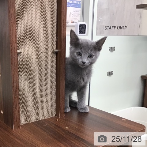 ロシアンブルーの写真