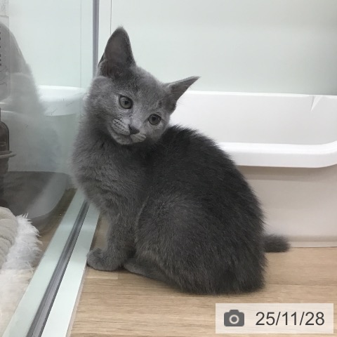 ロシアンブルーの写真