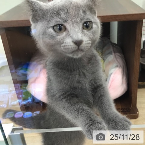 福岡県のロシアンブルー (ペットプラス 小倉南店/2025年9月24日生まれ/女の子/ブルー)の子猫の4枚目の画像