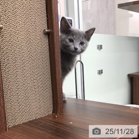 福岡県のロシアンブルー (ペットプラス 小倉南店/2025年9月24日生まれ/女の子/ブルー)の子猫の3枚目の画像