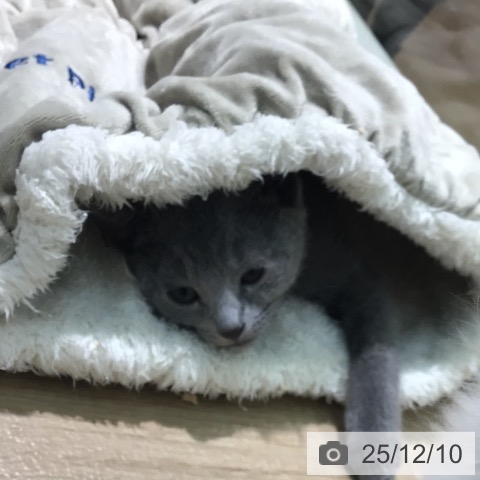 宮崎県のロシアンブルー (ペットプラス 宮崎店/2025年9月24日生まれ/女の子/ブルー)の子猫の4枚目の画像