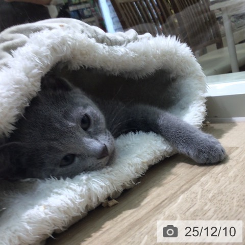 宮崎県のロシアンブルー (ペットプラス 宮崎店/2025年9月24日生まれ/女の子/ブルー)の子猫の3枚目の画像