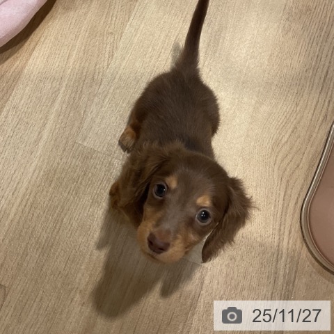 ミニチュア・ダックスフンドの写真