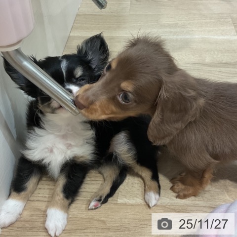 ミニチュア・ダックスフンドの写真