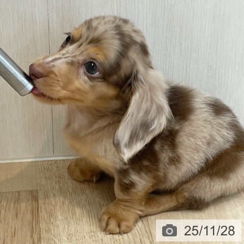 ミニチュア・ダックスフンドの写真