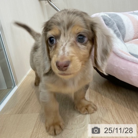 ミニチュア・ダックスフンドの写真