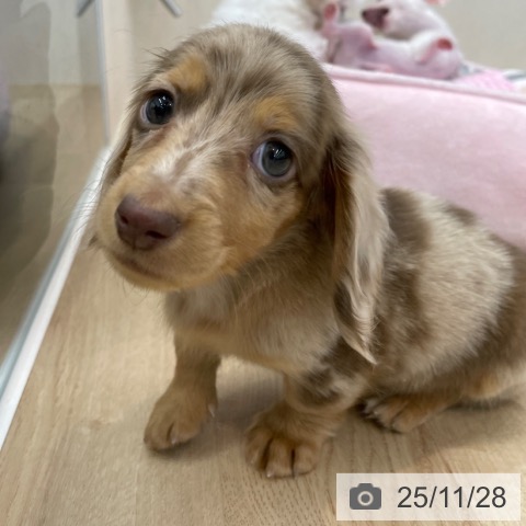 ミニチュア・ダックスフンドの写真