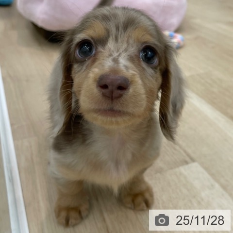 ミニチュア・ダックスフンドの写真