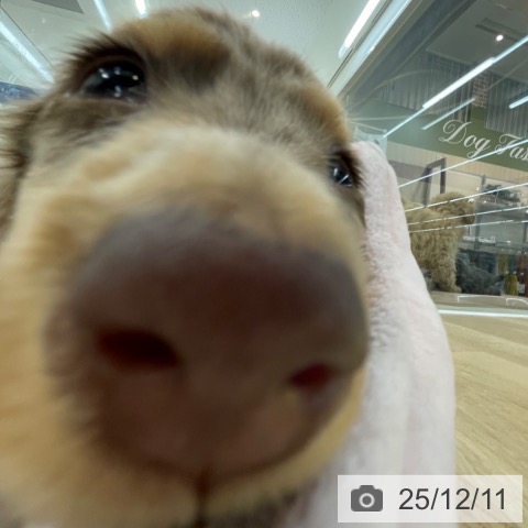 神奈川県のミニチュアダックスフンド(ロング) (ペットプラス 相模原並木店/2025年9月23日生まれ/男の子/チョコレートダップル)の子犬の4枚目の画像