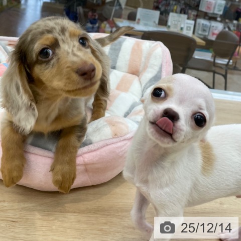 神奈川県のミニチュアダックスフンド(ロング) (ペットプラス 相模原並木店/2025年9月23日生まれ/男の子/チョコレートダップル)の子犬の4枚目の画像