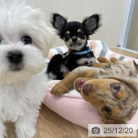 神奈川県のミニチュアダックスフンド(ロング) (ペットプラス 相模原並木店/2025年9月23日生まれ/男の子/チョコレートダップル)の子犬の4枚目の画像