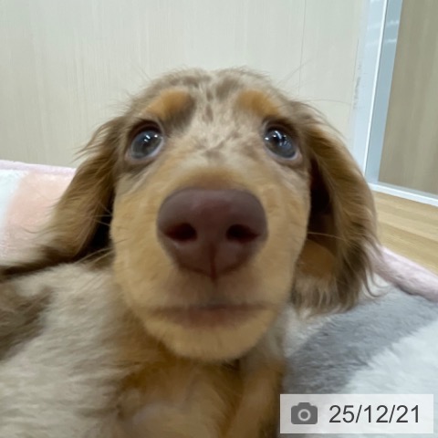 神奈川県のミニチュアダックスフンド(ロング) (ペットプラス 相模原並木店/2025年9月23日生まれ/男の子/チョコレートダップル)の子犬の4枚目の画像