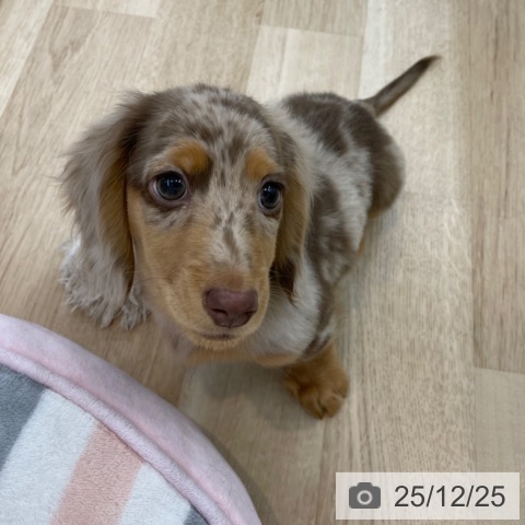 神奈川県のミニチュアダックスフンド(ロング) (ペットプラス 相模原並木店/2025年9月23日生まれ/男の子/チョコレートダップル)の子犬の4枚目の画像