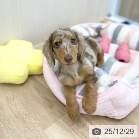 神奈川県のミニチュアダックスフンド(ロング) (ペットプラス 相模原並木店/2025年9月23日生まれ/男の子/チョコレートダップル)の子犬の4枚目の画像