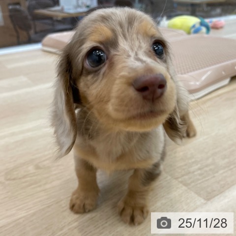 ミニチュア・ダックスフンドの写真