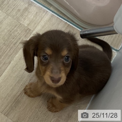 ミニチュア・ダックスフンドの写真