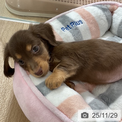 ミニチュア・ダックスフンドの写真