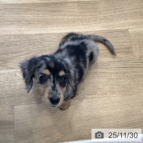 ミニチュア・ダックスフンドの写真