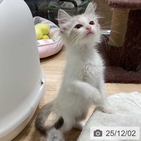 福岡県のラグドール (ペットプラス 香椎浜店/2025年9月21日生まれ/女の子/シールポイントバイカラー)の子猫の4枚目の画像