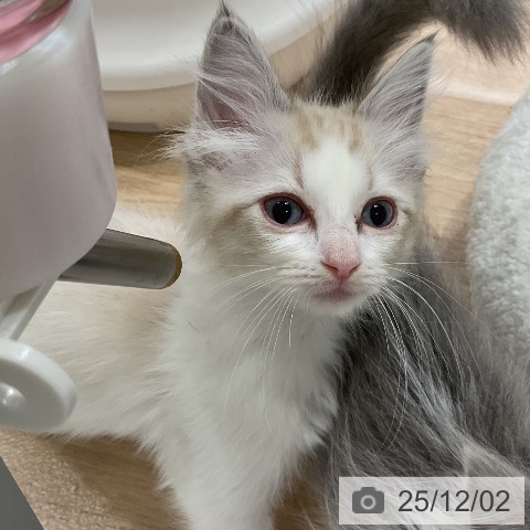 福岡県のラグドール (ペットプラス 香椎浜店/2025年9月21日生まれ/女の子/シールポイントバイカラー)の子猫の3枚目の画像