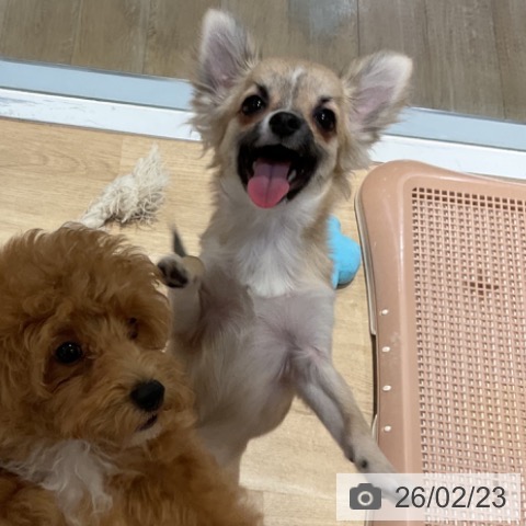 福岡県のチワワ(ロング) (ペットプラス 小倉南店/2025年9月14日生まれ/男の子/フォーン)の子犬の4枚目の画像