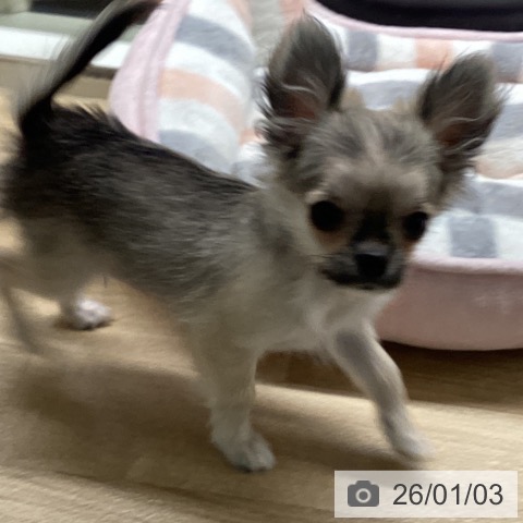 宮崎県のチワワ(ロング) (ペットプラス 宮崎店/2025年9月14日生まれ/男の子/フォーン)の子犬の4枚目の画像