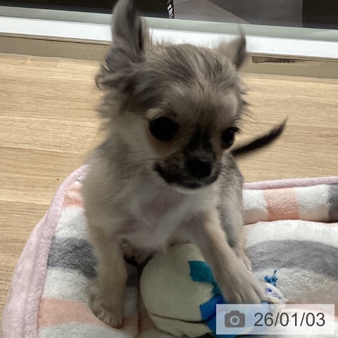 宮崎県のチワワ(ロング) (ペットプラス 宮崎店/2025年9月14日生まれ/男の子/フォーン)の子犬の3枚目の画像