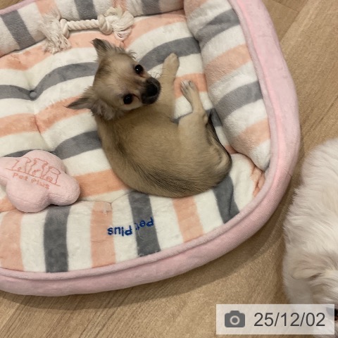 群馬県のチワワ(ロング) (ペットプラス イオンモール太田店/2025年9月14日生まれ/女の子/フォーン)の子犬の3枚目の画像