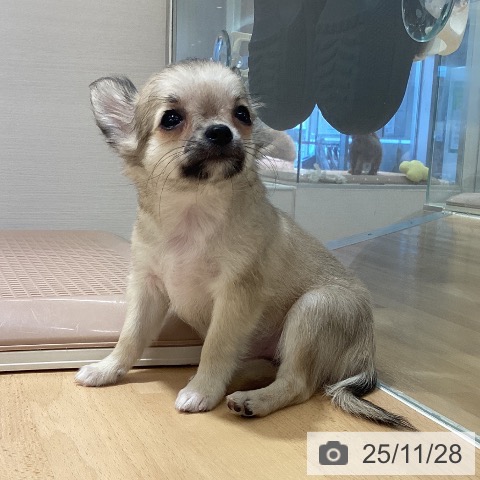 鹿児島県のチワワ(ロング) (ペットプラス 姶良店/2025年9月14日生まれ/女の子/フォーン)の子犬の4枚目の画像