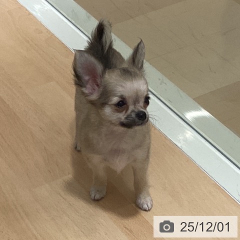 鹿児島県のチワワ(ロング) (ペットプラス 姶良店/2025年9月14日生まれ/女の子/フォーン)の子犬の3枚目の画像